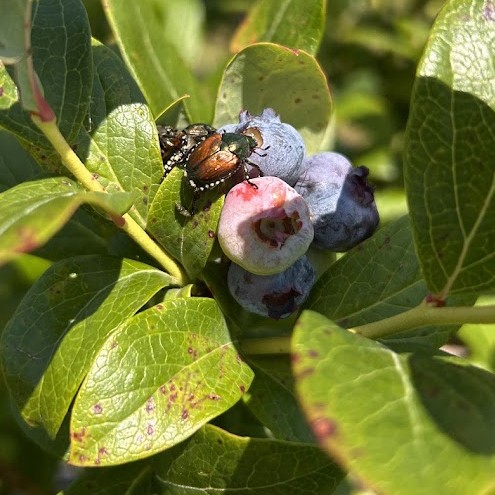 A Japanese beetle feeds on blueberry fruit.